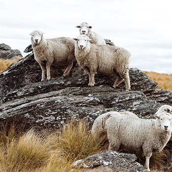 Sheep in an Auckland landscape
